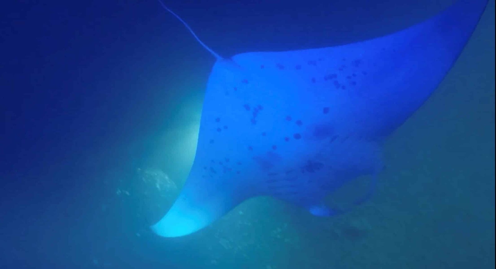 Bottom view of a manta ray swimming in the ocean during a manta ray night snorkel.