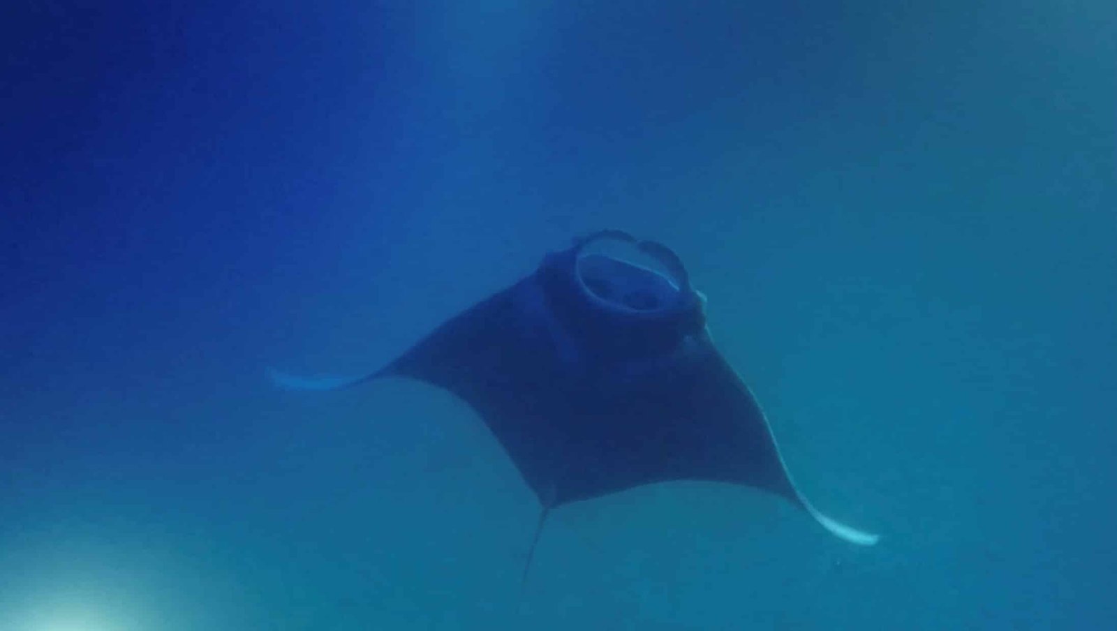 A manta ray swimming towards snorkelers during a manta ray night snorkel. The Manta Ray night snorkel is one of the best things to do on the Big Island.