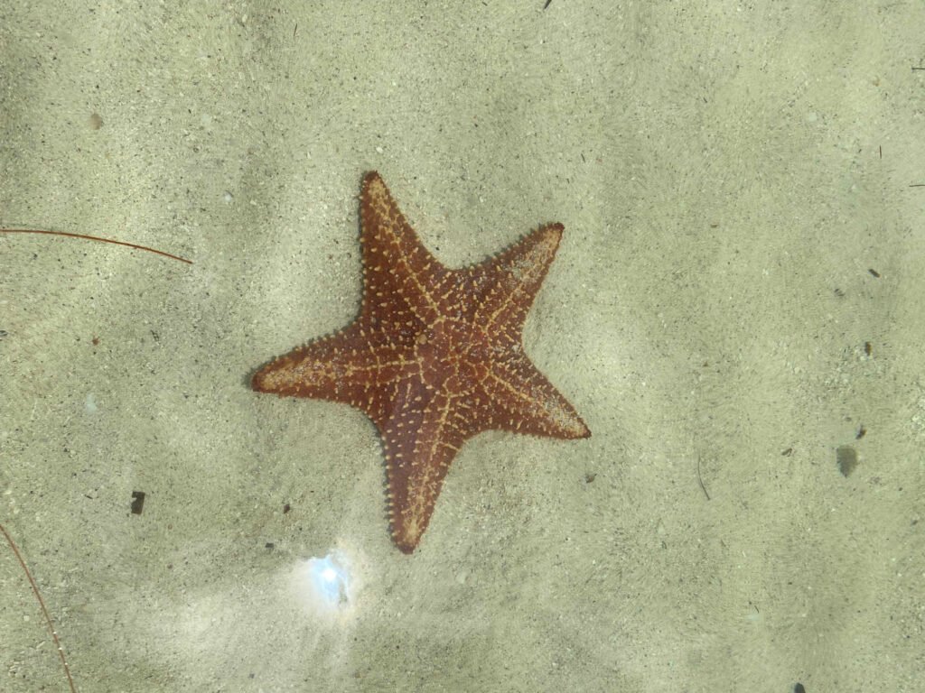 Picture of a starfish in the water at Starfish Point Beach on Grand Cayman Island