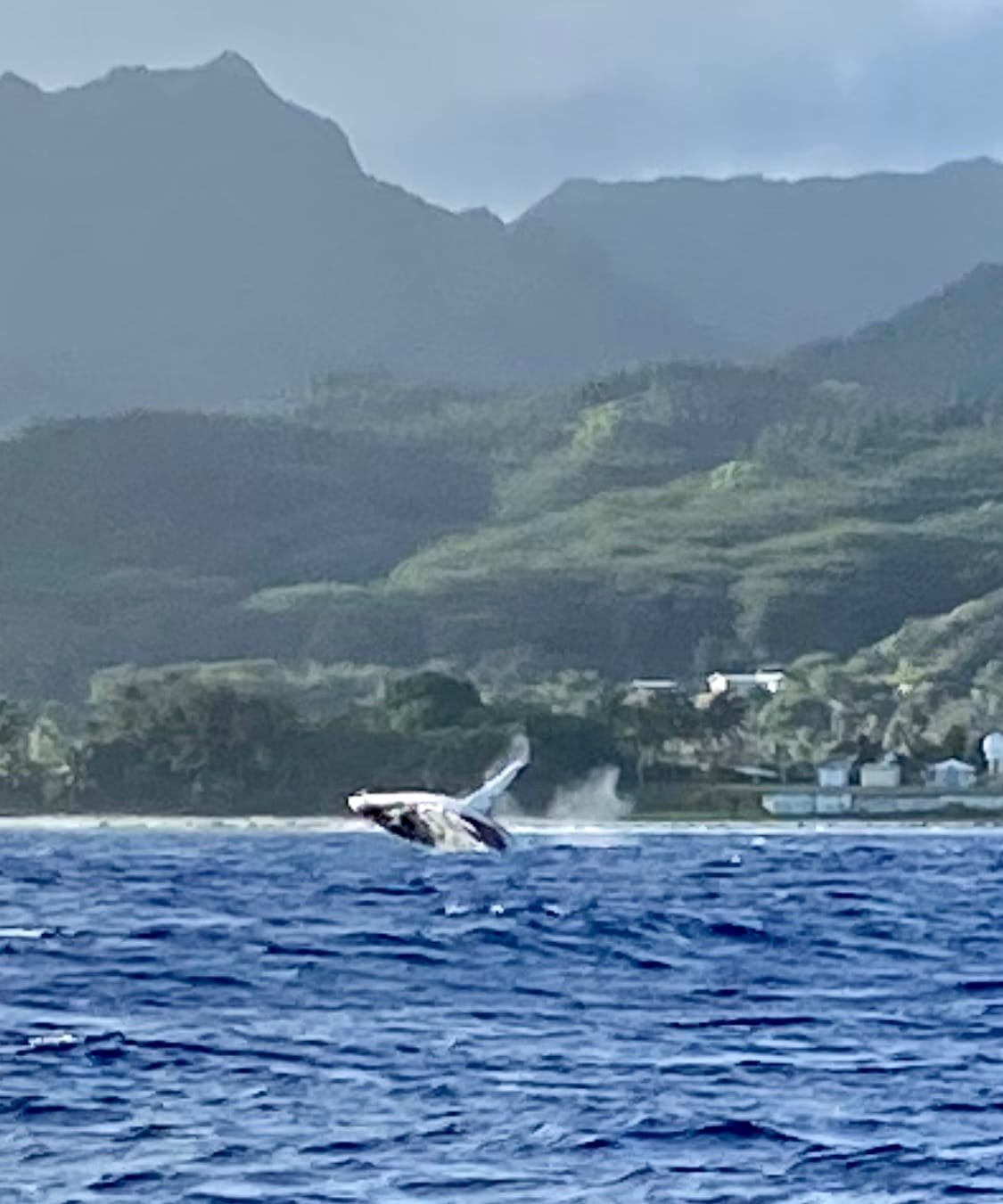 Whale breeching off the coast of Rarotonga Cook Islands