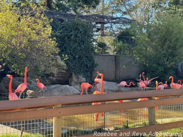 Pictures of pink flamingos at the Paddock Zoo at the Atascadero Lake
