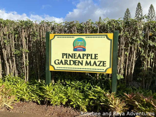 The Pineapple Garden Maze at the Dole Plantation. One of the best family friendly things to do in Oahu.