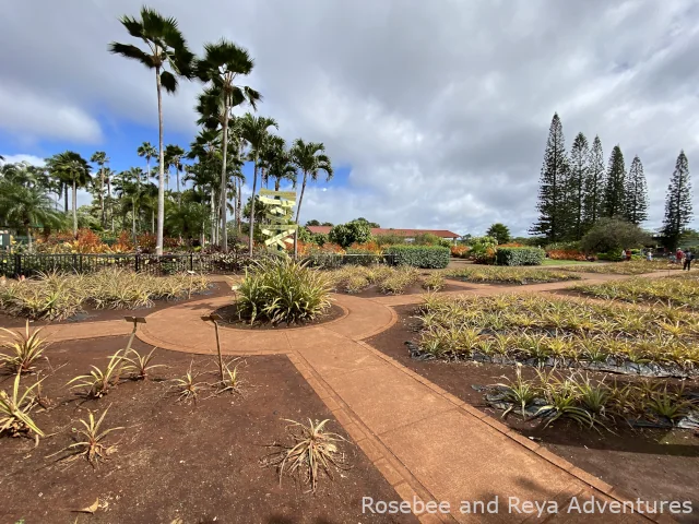 View of the grounds at the Dole Plantation