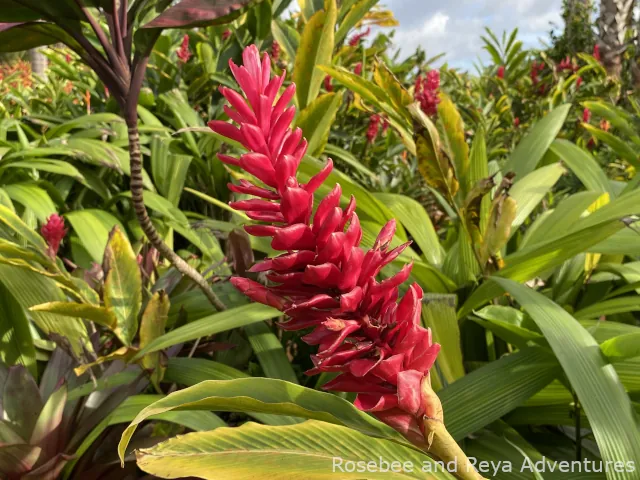 View of a ginger plant at the Dole Plantation Garden