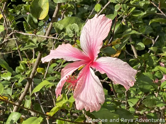 View of a Hibiscus flower at the Dole Plantation Garden
