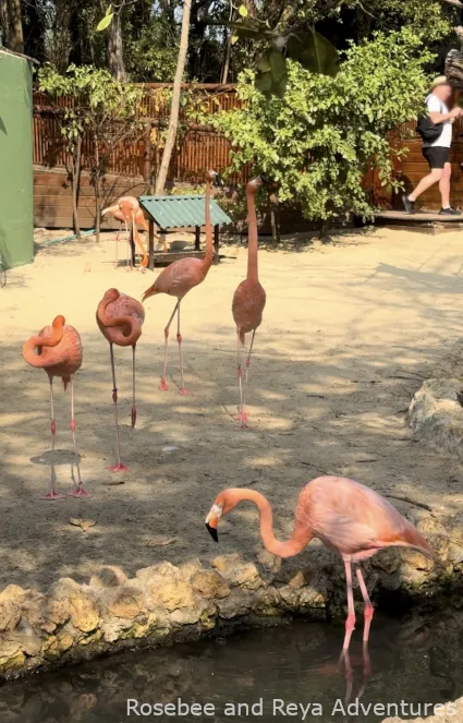 Flamingos in the Flamingos Garden