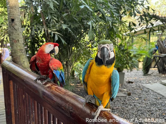 View of two beautiful macaw birds at Port Oasis