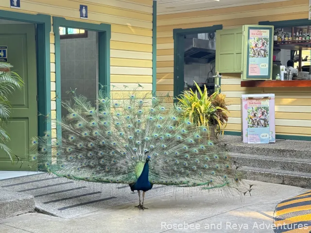 A peacock on the grounds at Port Oasis