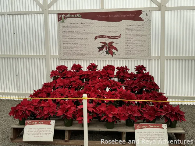 Poinsettias at the Flower Fields of Carlsbad