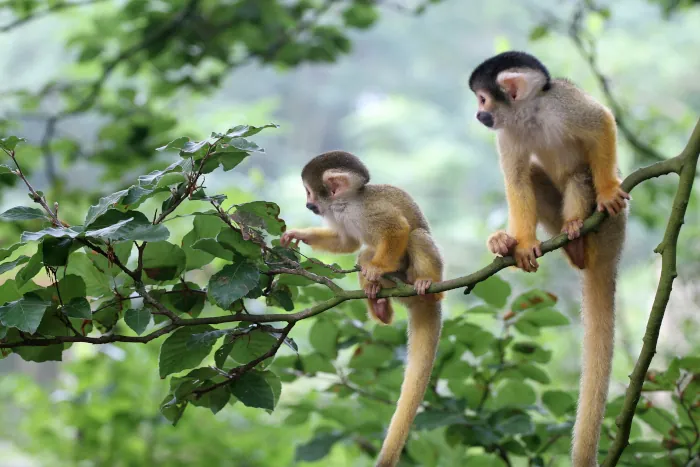 Two squirrel monkeys sitting on a tree branch.