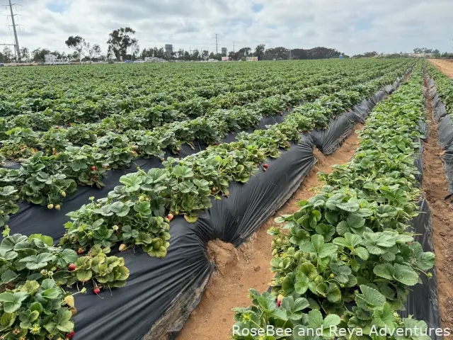 View of the u-pick strawberry field at the Carlsbad Strawberry Company