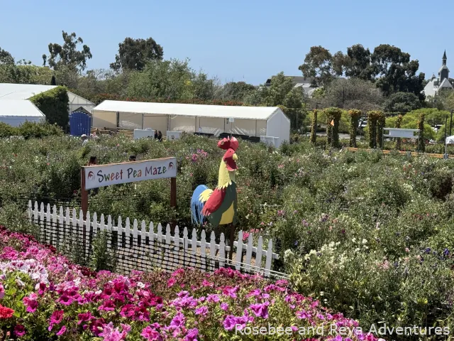 The Sweet Pea Maze at the Flower Fields of Carlsbad