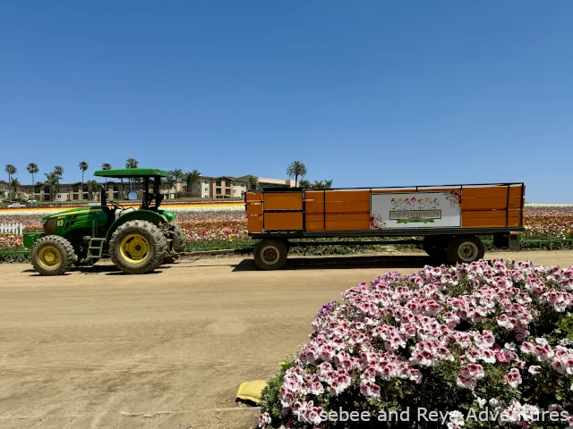 The Tractor Wagon Ride at the Flower Fields of Carlsbad
