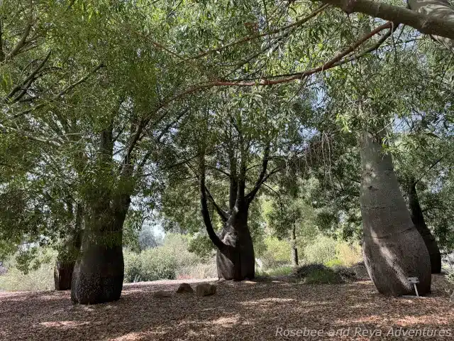 Picture of Queensland bottle trees in the Australia Garden at the Los Angeles County Arboretum and Botanic Garden