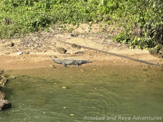 Picture of a crocodile on the shore along the Panama Canal