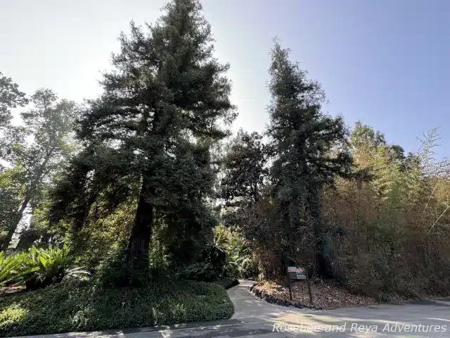 Picture of the entrance to the Forest Path in the Historic Circle Garden at Los Angeles County Arboretum and Botanic Garden with two California redwood trees