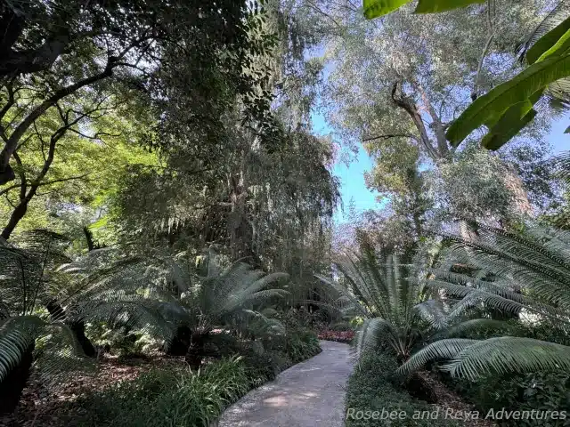 Picture of tropical plants and large trees along the Forest Path at the LA Arboretum