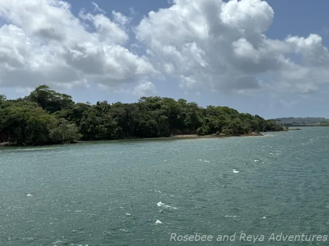 Picture looking out to the forest along Gatun Lake in Panama