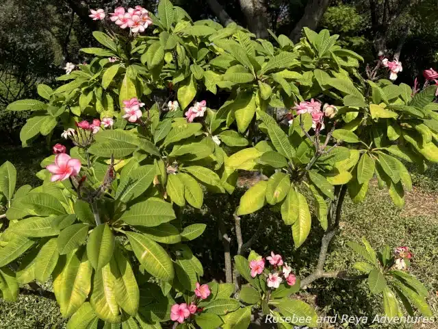 Picture of pink and white plumerias in the Plumeria Grove in the LA Arboretum