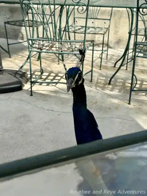 Picture of the peacock at the Peacock Cafe that tried to get a bite to eat off my plate