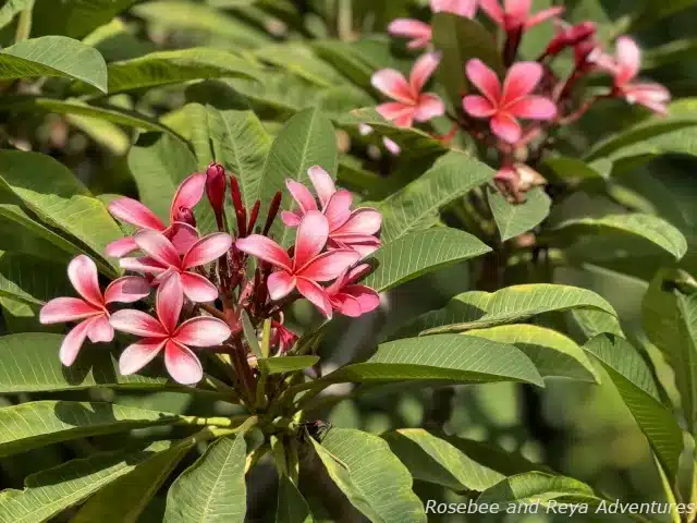 Picture of pink plumerias in the plumeria grove