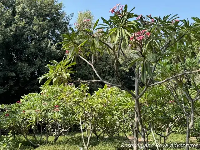 Picture of many plumeria trees in the Plumeria Grove at the LA Arboretum