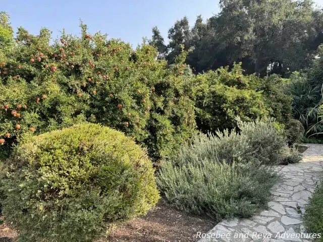 Picture of rosemary and pomegranates growing in the Herb Garden at the LA Arboretum