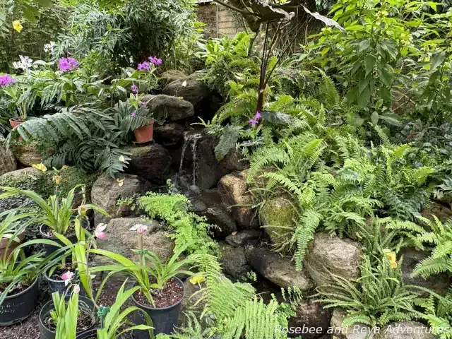 Picture of on of the water features in the Tropical Greenhouse surrounded by tropical plants