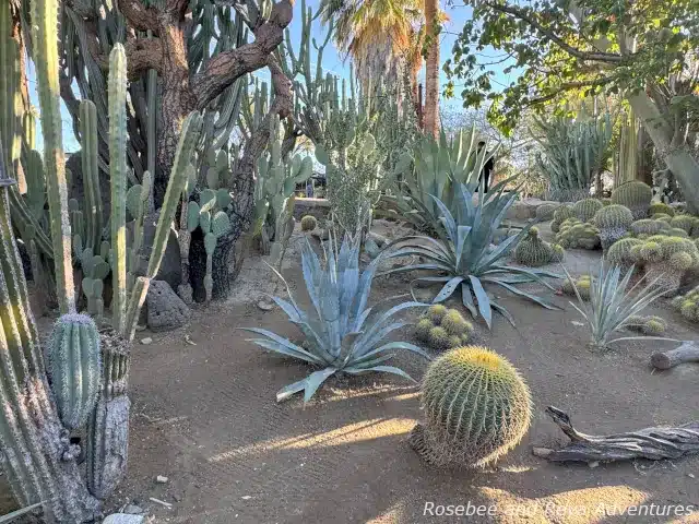 Plants at Moorten Botanical Garden