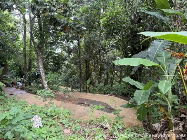 Picture looking out to the trails by El Portal de El Yunque Visitor Center