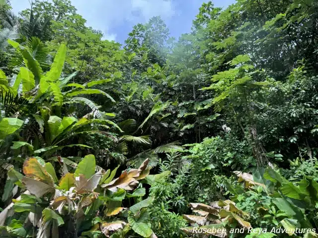 Picture of dense tropical forest plants in El Yunque National Forest