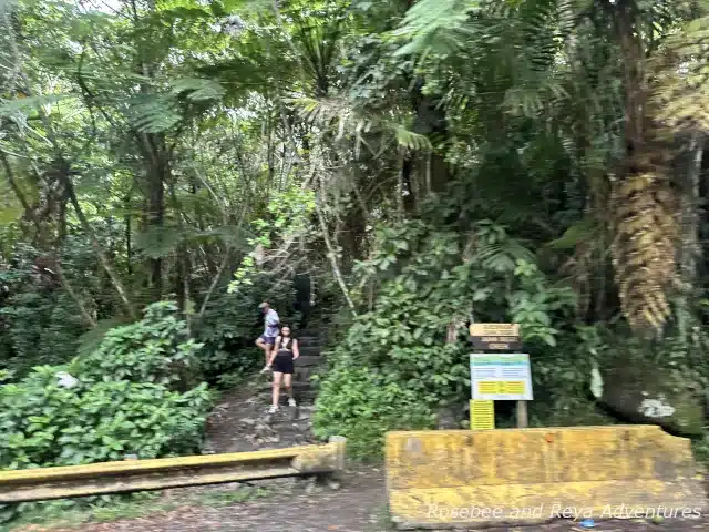 Picture of the trailhead to Juan Diego Falls in El Yunque National Forest