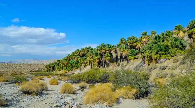 Palm Trees at Thousand Palms Oasis