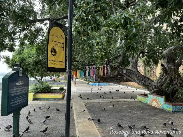 Picture of the pigeons in Parque de las Palomas, Pigeon Park, in Old San Juan, Puerto Rico